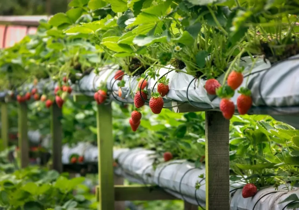 Strawberries growing on a raised bed