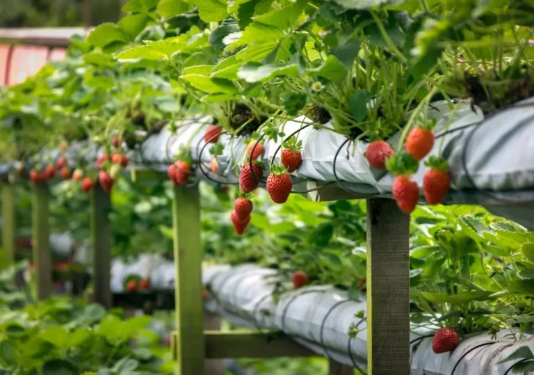 Strawberries growing on a raised bed