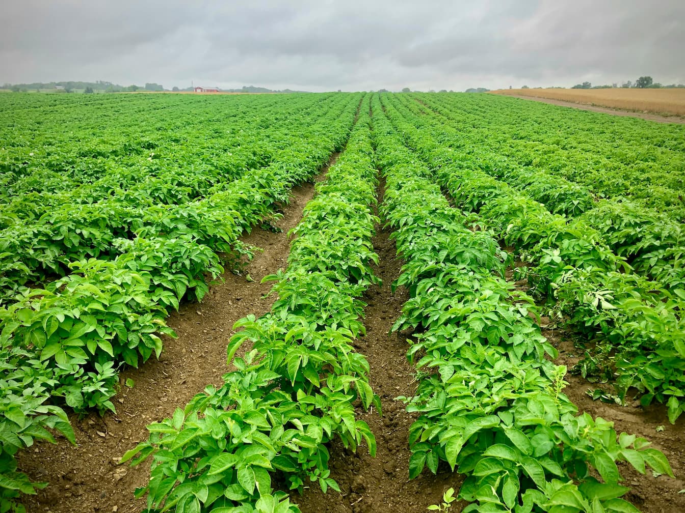 Automated field scouting shows potential in fight to tackle potato virus Y