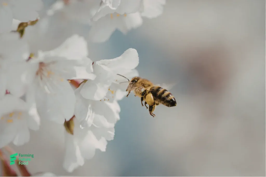 Honey bee on white blossom
