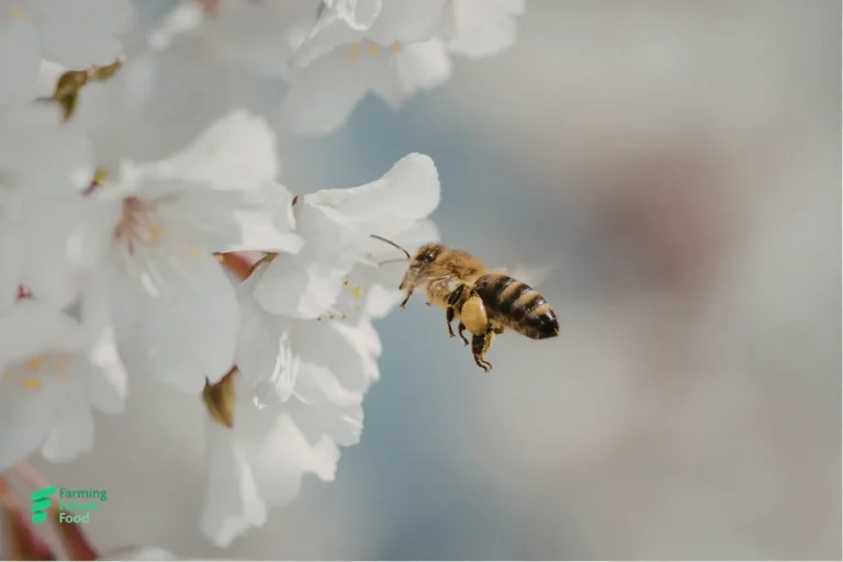 Honey bee on white blossom