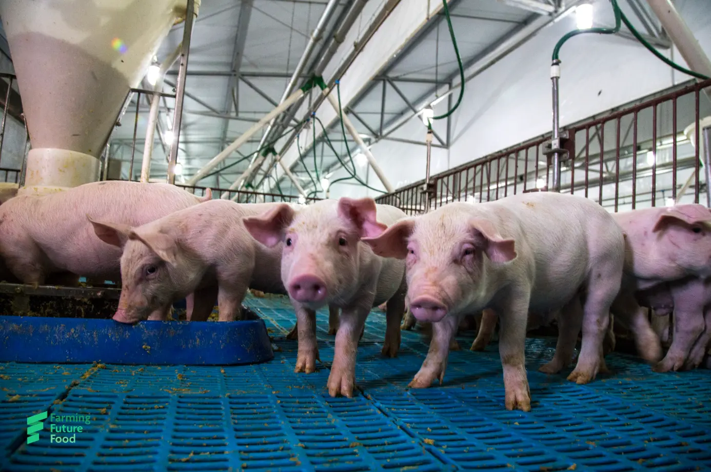 Pig sector must pair innovation with stronger public engagement, say experts