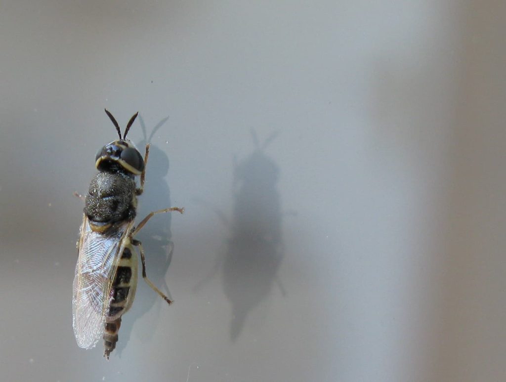 Soldier fly and shadow