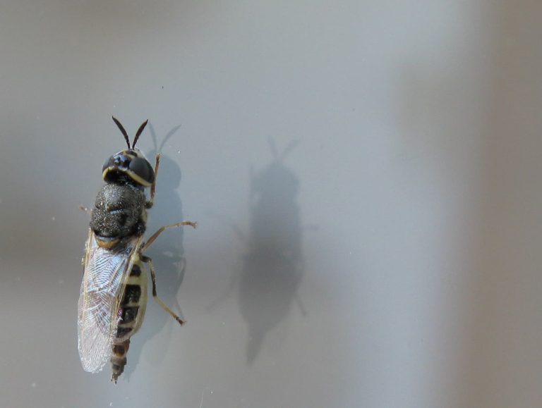 Soldier fly and shadow
