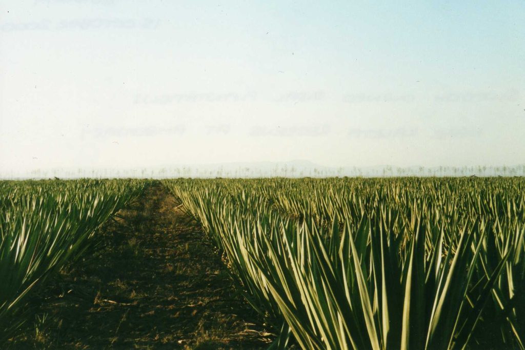 Agave field