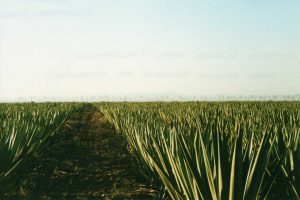 Agave field