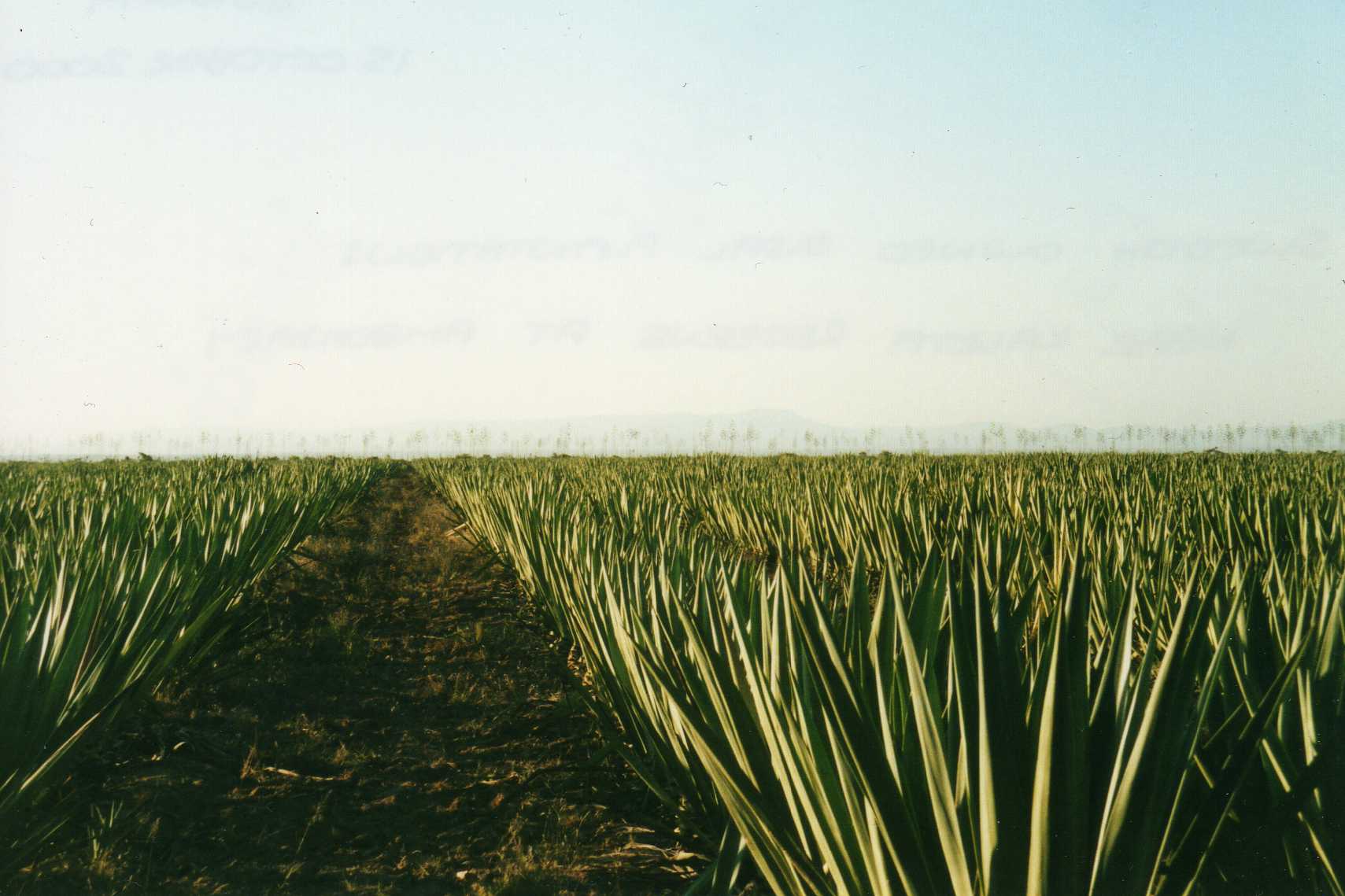 Can genetics unlock pest-resistant agave?