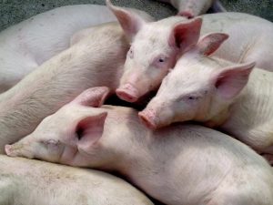 Piglets close together