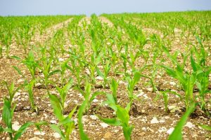 Dryland cornfield