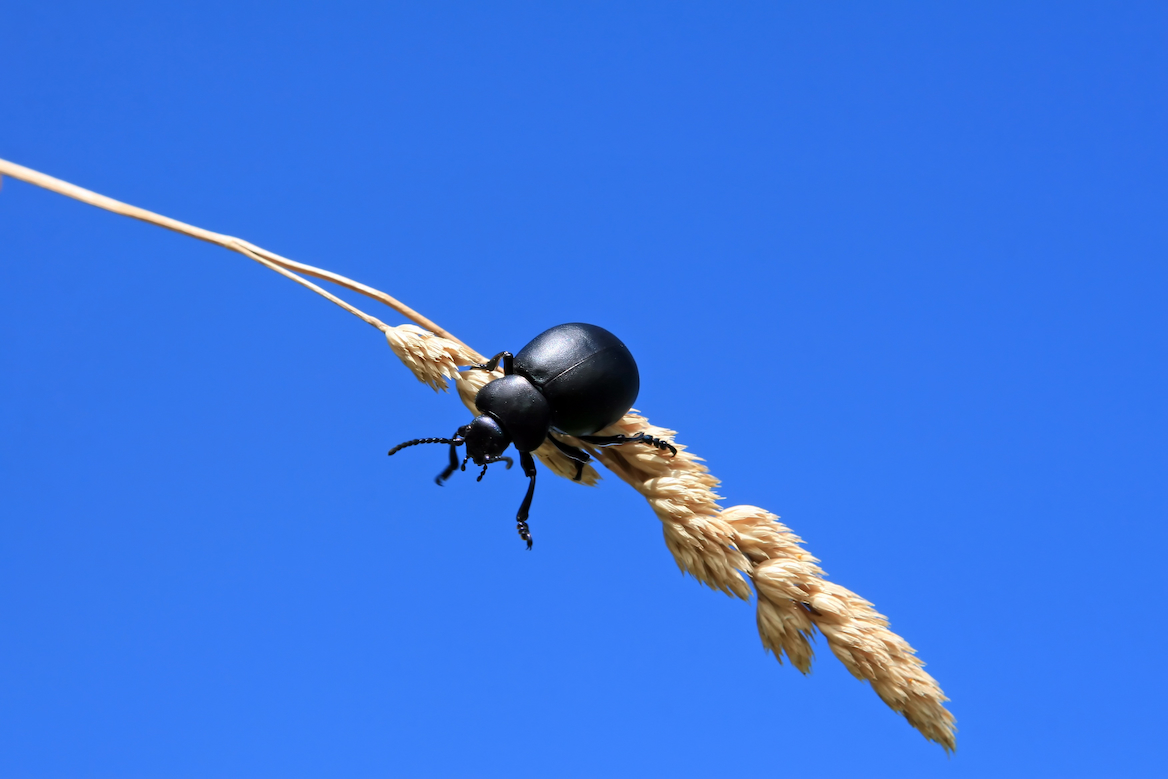 Biopesticides offer clear benefits, but their ecological risks need more attention