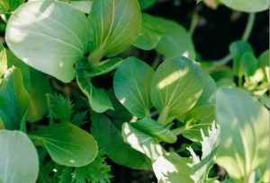 Young pan choi plants in a field