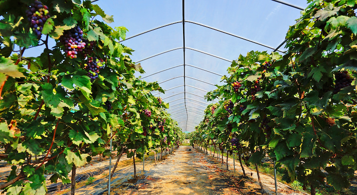 Why fragile fruit-harvesting robots are still struggling to go mainstream
