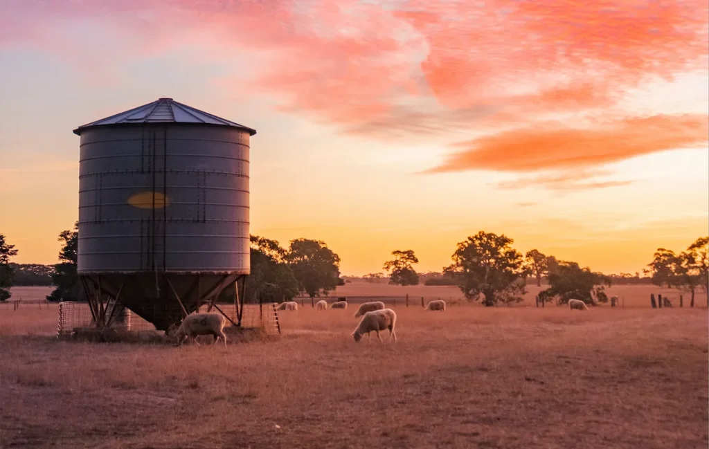Sheep grazing under a sunset in Hamilton, Australia