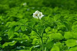Potato plant with green leaves and a white flower in a field.